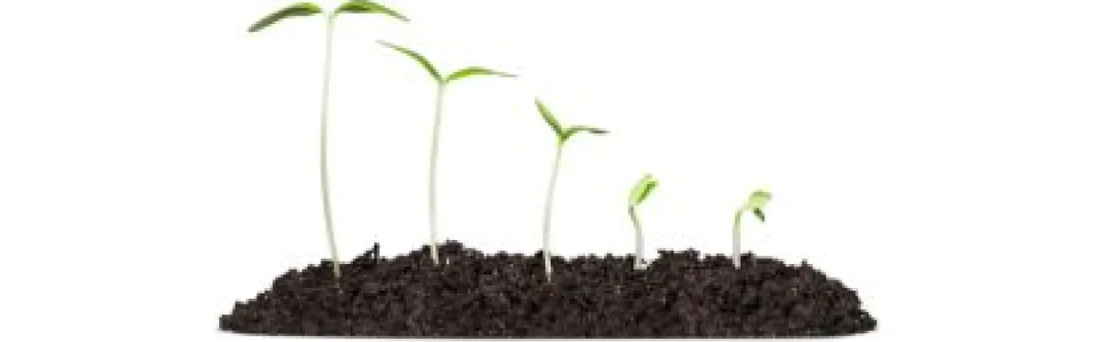 StarkFresh Seed Library is Here!