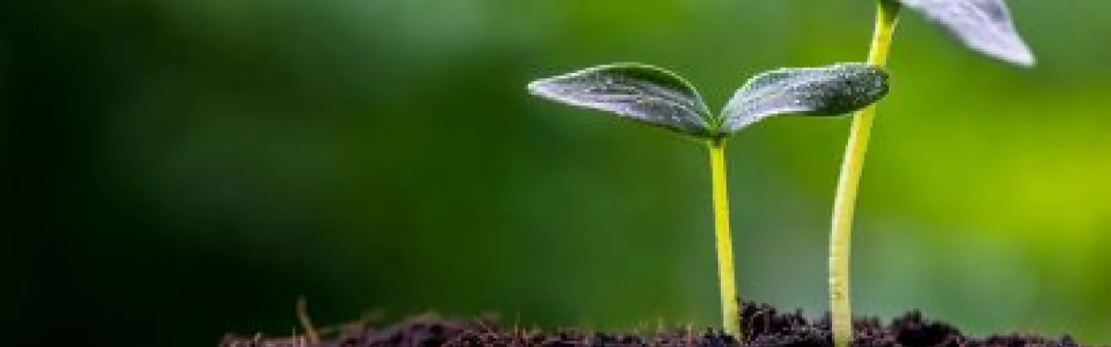 Free seeds available March 2-May 31, while supplies last!