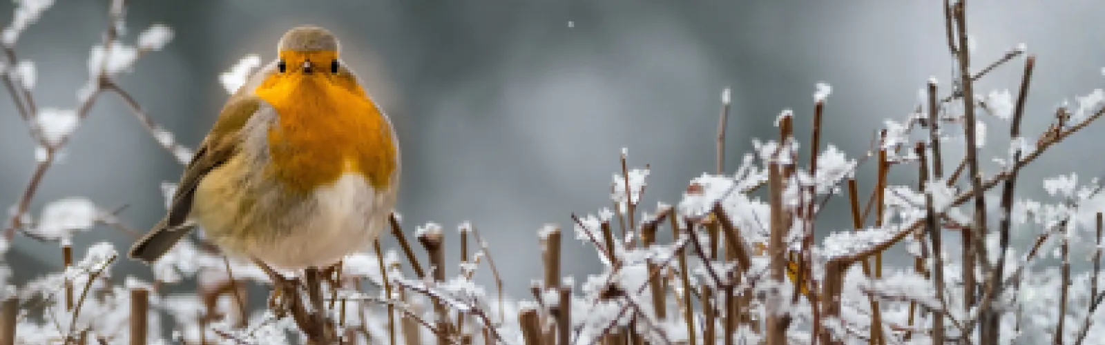 Winter Reading December 21-January 3