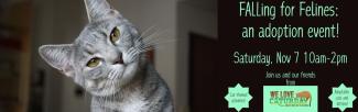 FALLing for Felines: An Adoption Event!